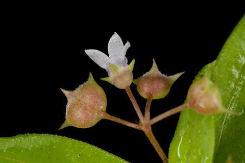 Oldenlandia corymbosa #2